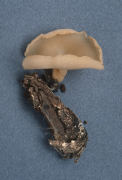 Peziza domiciliana Mushroom