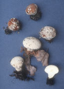 Lycoperdon marginatum Mushroom