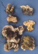 Hydnellum geogenium Mushroom