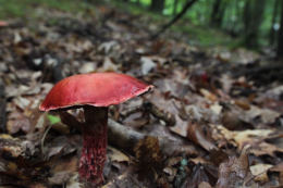 Boletus frostii2