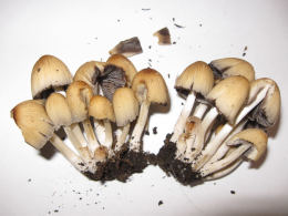 Coprinus micaceus  1