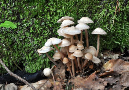 Collybia confluens