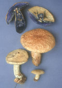 Gyroporus cyanescens Mushroom