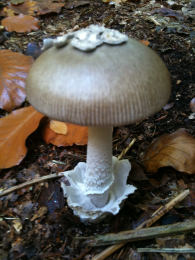 Amanita vaginata var alba014