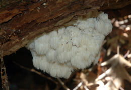 Hericium erinaceus
