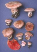 Cortinarius obliquus Mushroom