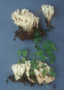 Tremellodendron pallidum Mushroom