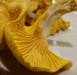 Cantharellus cibarius 13