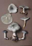 Clitocybe odora2 Mushroom