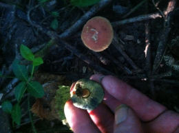 Boletus bicolor2