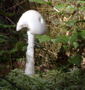 Amanita virosa GK Mushroom