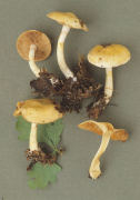 Cortinarius delibutus 2 Mushroom