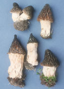 Morchella elator var conica Mushroom