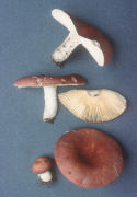 Russula vinosa2 Mushroom