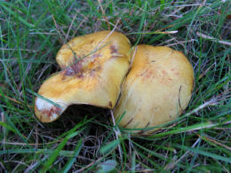 Suillus americanus 4