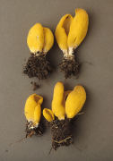 Flavoscypha cantharella Mushroom