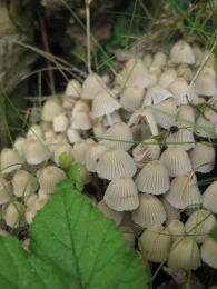 Coprinus disseminatus2