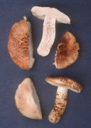 Armillaria caligata2 Mushroom