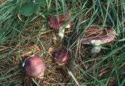 Russula caerulea F Mushroom