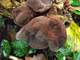 Auricularia auricula2