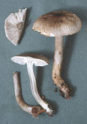 Tricholoma atrosquamosum Mushroom