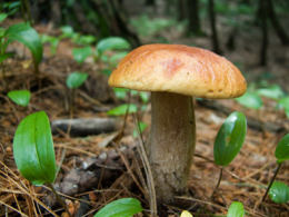 Cep Richard Scott