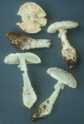 Amanita cokeri2 Mushroom