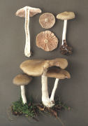 Entoloma rhodopolium Mushroom