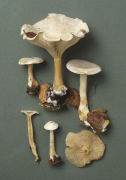 Clitocybe phyllophila 2 Mushroom