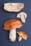 Russula bicolor Mushroom