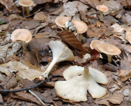 Clitocybe gibba