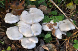 Lyophyllum connatum3