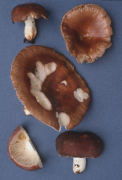 Russula brunneola2 Mushroom