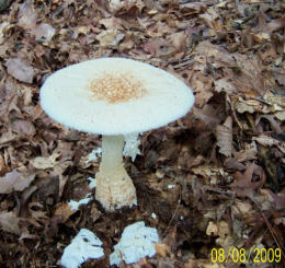 Amanita cokeri3