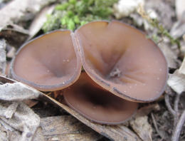 Sclerotinia tuberosa