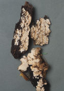 Ceriporiopsis gilvescens 2 Mushroom