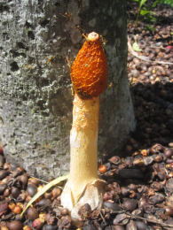 Phallus impudicus