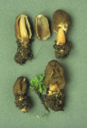 Verpa conica2 Mushroom