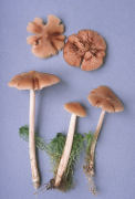 Entoloma strictipes Mushroom