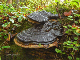 Ganoderma resinaceum