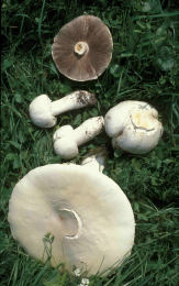 Agaricus macrosporus