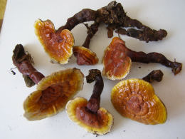 Ganoderma lucidum2