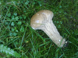 Calvatia excipuliformis