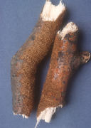 Hydnochaete olivacea Mushroom