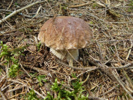 Cep Richard Scott