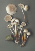 Marasmius wynnei Mushroom