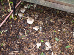 Clitocybe nebularis2