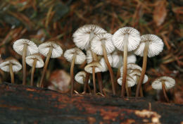 Mycena inclinata4