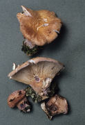 Panus torulosus Mushroom