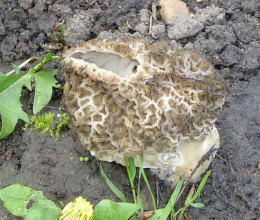 Morchella esculenta 3